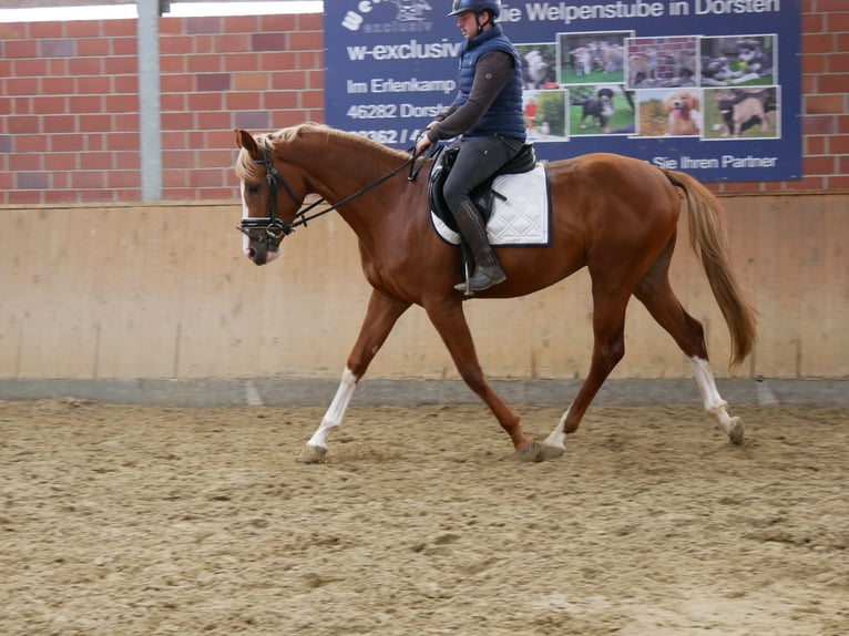 Hungarian Sport Horse Gelding 3 years 15,1 hh Chestnut-Red in Dorsten