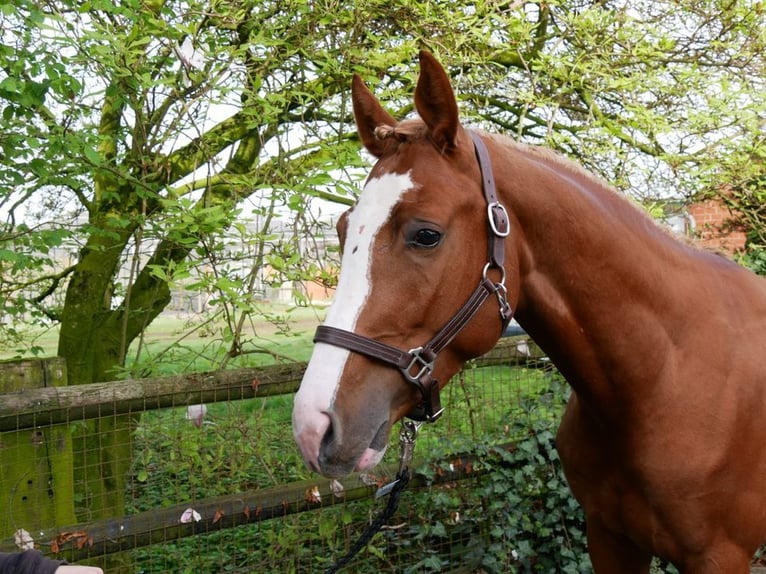 Hungarian Sport Horse Gelding 3 years 15,1 hh Chestnut-Red in Dorsten