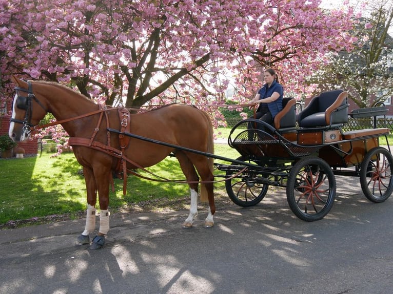 Hungarian Sport Horse Gelding 3 years 15,1 hh Chestnut-Red in Dorsten