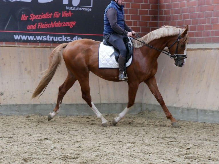 Hungarian Sport Horse Gelding 3 years 15,1 hh Chestnut-Red in Dorsten