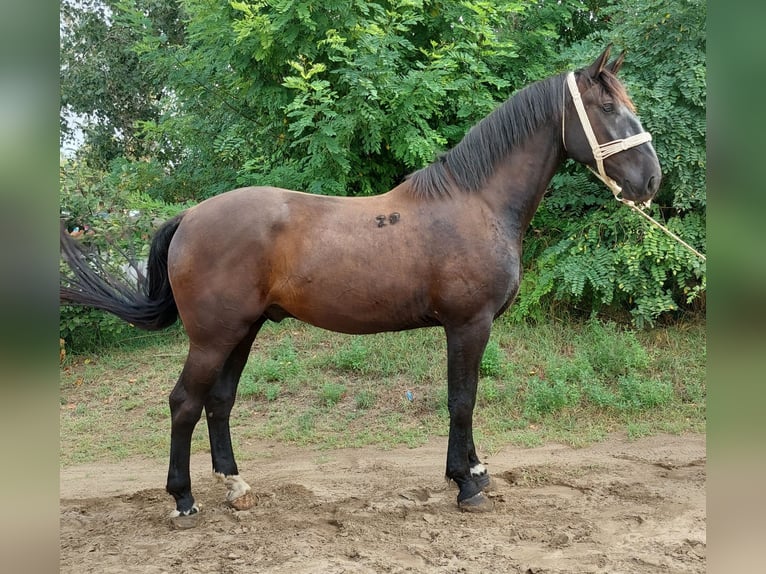 Hungarian Sport Horse Mix Gelding 3 years 15,3 hh Smoky-Black in Szilvásvárad
