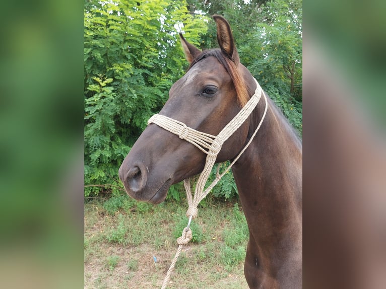Hungarian Sport Horse Mix Gelding 3 years 15,3 hh Smoky-Black in Szilvásvárad