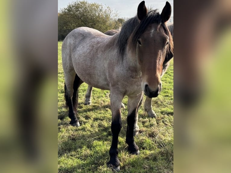 Hungarian Sport Horse Gelding 3 years 15 hh Roan-Bay in Zwartewaal