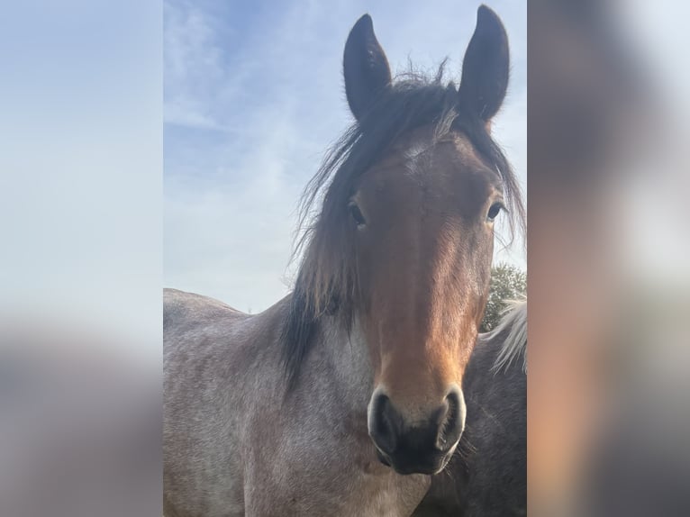 Hungarian Sport Horse Gelding 3 years 15 hh Roan-Bay in Zwartewaal