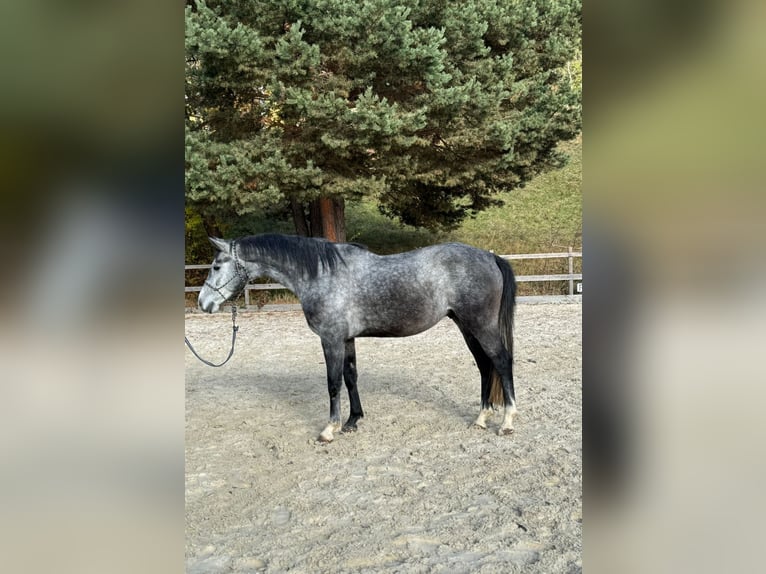 Hungarian Sport Horse Gelding 3 years 15,2 hh Grey in K&#xF6;flach