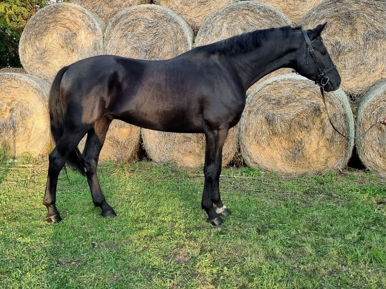 Hungarian Sport Horse Gelding 3 years 16,2 hh Black in Békés