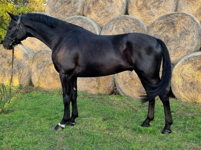 Hungarian Sport Horse Gelding 3 years 16,2 hh Black in Békés