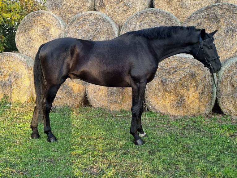 Hungarian Sport Horse Gelding 3 years 16,2 hh Black in Békés