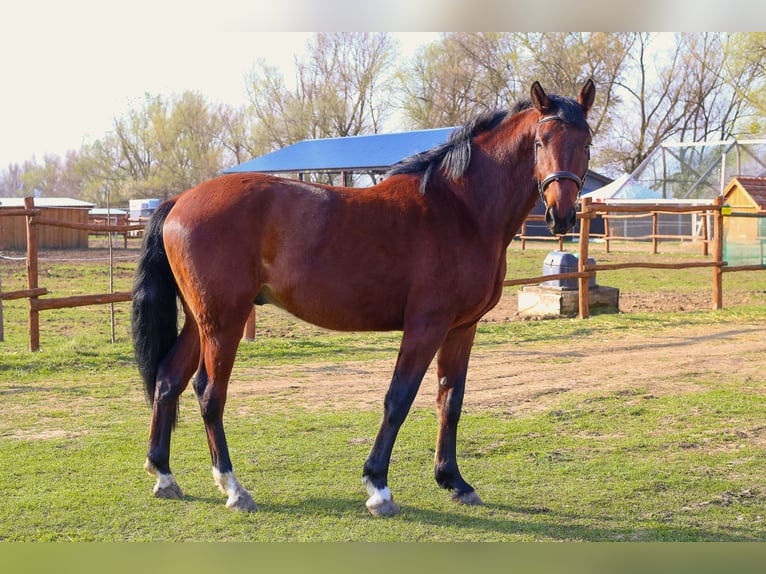 Hungarian Sport Horse Gelding 3 years 16.2 hh Black in Ajka