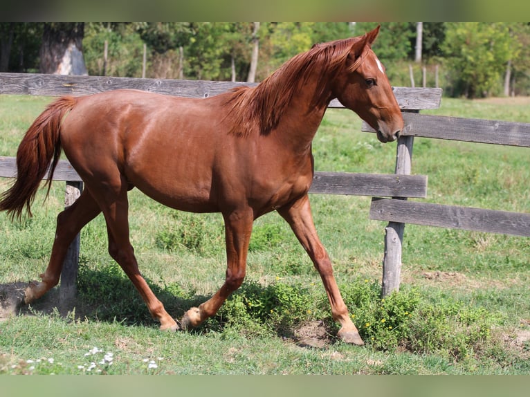 Hungarian Sport Horse Gelding 3 years 16,1 hh Chestnut in &#xC9;cs