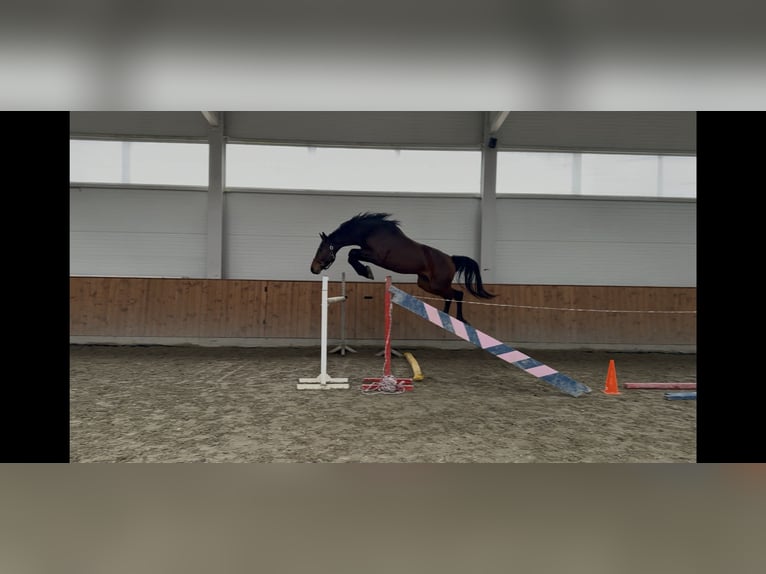 Hungarian Sport Horse Gelding 3 years 17.1 hh Bay in Hajdúböszörmény