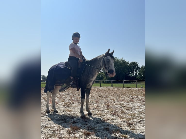 Hungarian Sport Horse Mix Gelding 4 years 13,1 hh Pinto in Lunteren