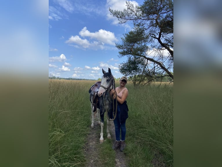 Hungarian Sport Horse Mix Gelding 4 years 13,1 hh Pinto in Lunteren