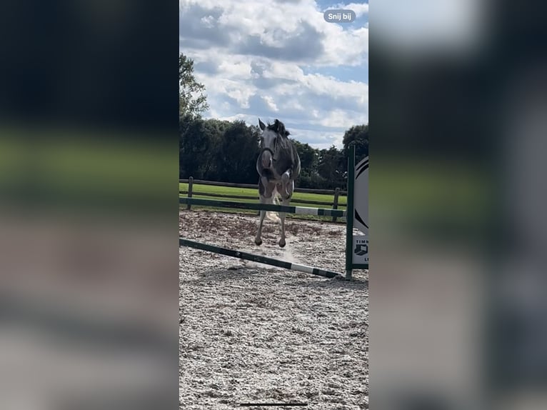 Hungarian Sport Horse Mix Gelding 4 years 13,1 hh Pinto in Lunteren