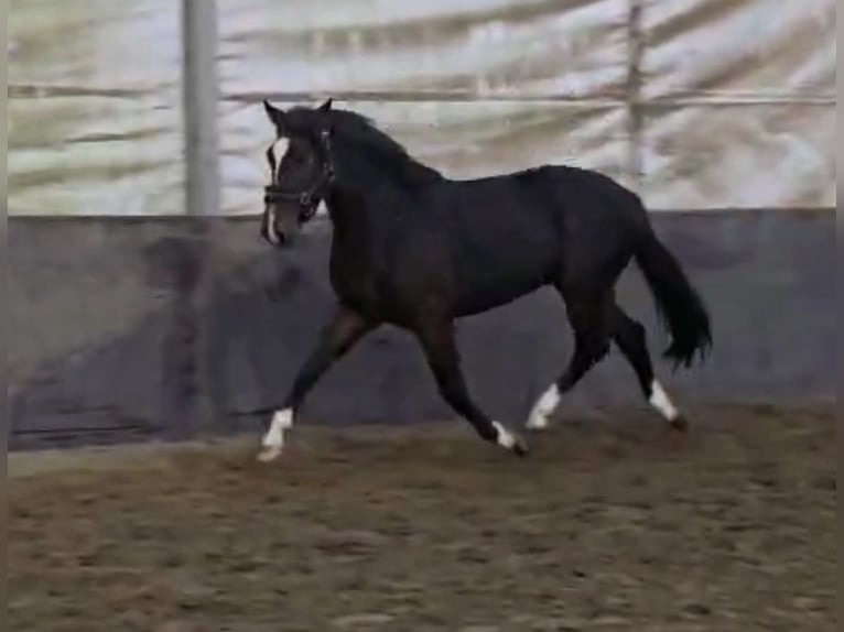 Hungarian Sport Horse Gelding 4 years 14.1 hh Bay-Dark in Breitenfurth