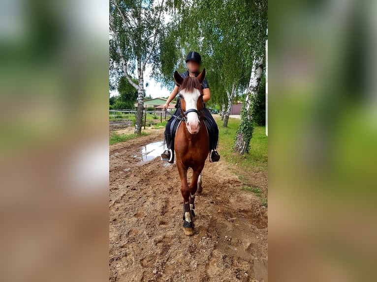 Hungarian Sport Horse Mix Gelding 4 years 14,3 hh Chestnut-Red in Berlin