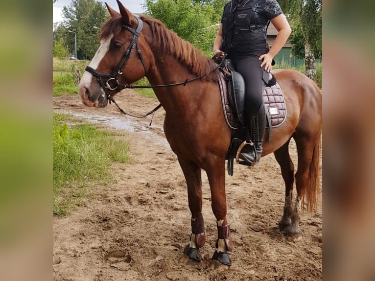 Hungarian Sport Horse Mix Gelding 4 years 14,3 hh Chestnut-Red in Berlin