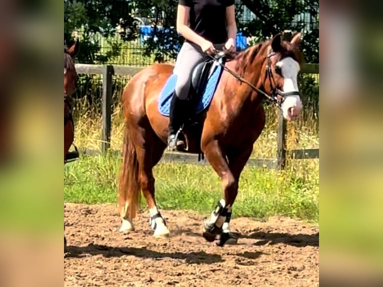 Hungarian Sport Horse Mix Gelding 4 years 14,3 hh Chestnut-Red in Berlin