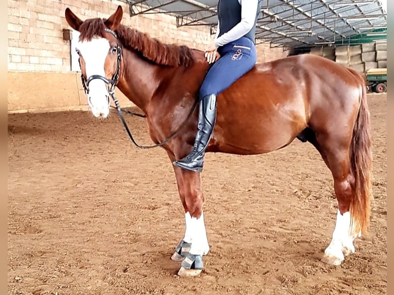 Hungarian Sport Horse Mix Gelding 4 years 14,3 hh Chestnut-Red in Berlin