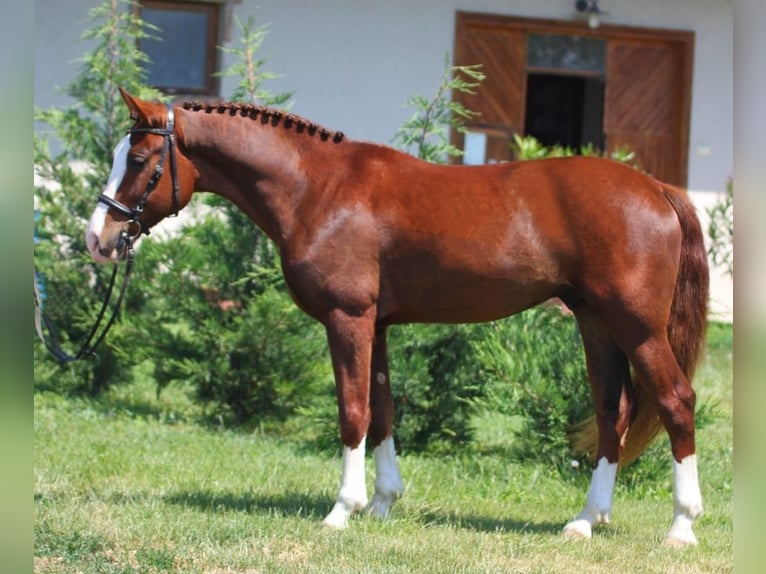 Hungarian Sport Horse Mix Gelding 4 years 14,3 hh Chestnut-Red in Berlin