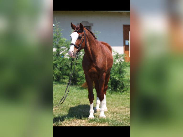 Hungarian Sport Horse Mix Gelding 4 years 14,3 hh Chestnut-Red in Berlin