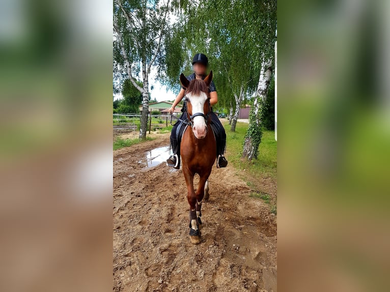 Hungarian Sport Horse Mix Gelding 4 years 14,3 hh Chestnut-Red in Berlin