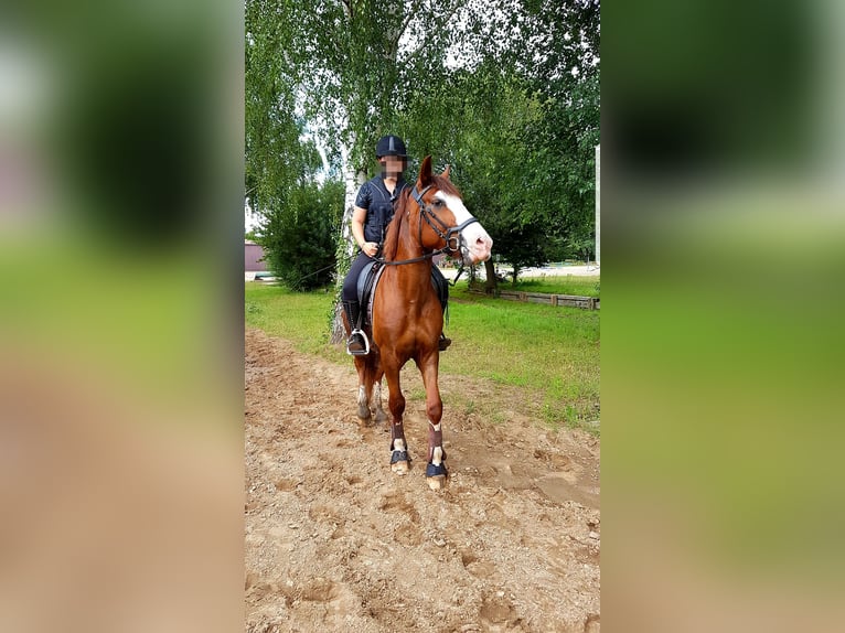 Hungarian Sport Horse Mix Gelding 4 years 14,3 hh Chestnut-Red in Berlin