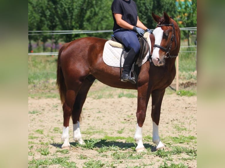 Hungarian Sport Horse Mix Gelding 4 years 14,3 hh Chestnut-Red in Berlin