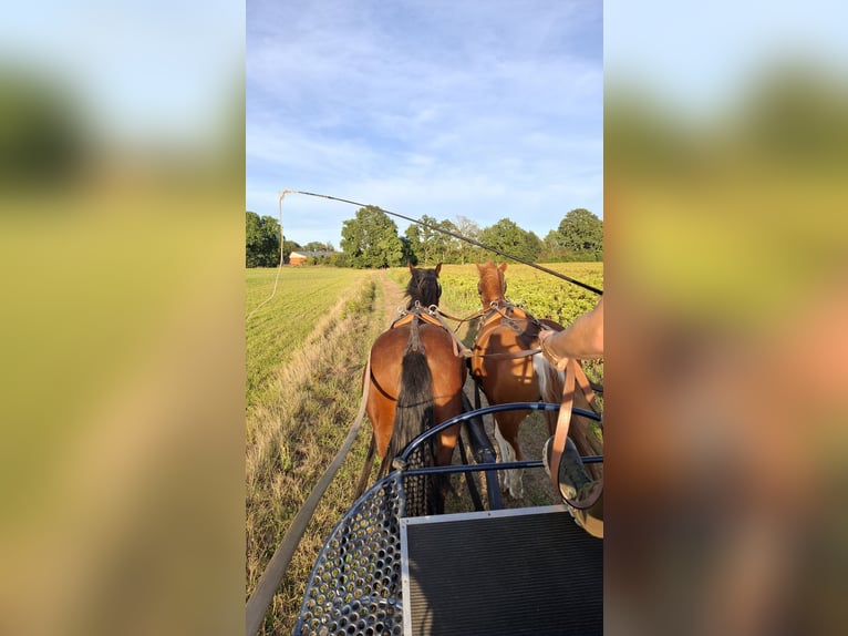 Hungarian Sport Horse Gelding 4 years 14 hh Brown in Schapen