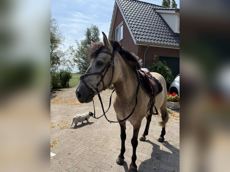Hungarian Sport Horse Gelding 4 years 14 hh Brown-Light in Rotterdam