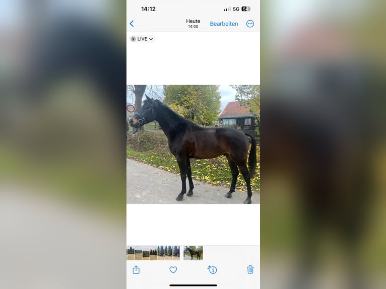 Hungarian Sport Horse Gelding 4 years 15,2 hh Bay-Dark in Einbeck