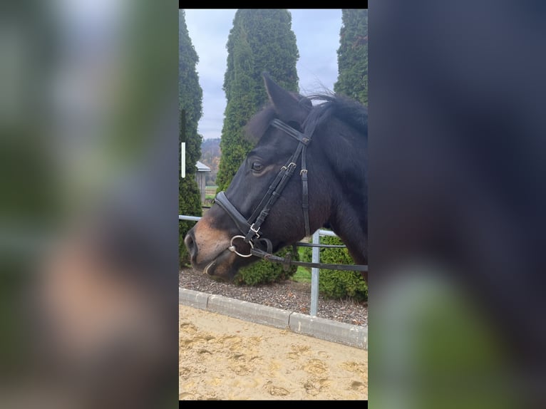 Hungarian Sport Horse Gelding 4 years 15,2 hh Bay-Dark in Einbeck