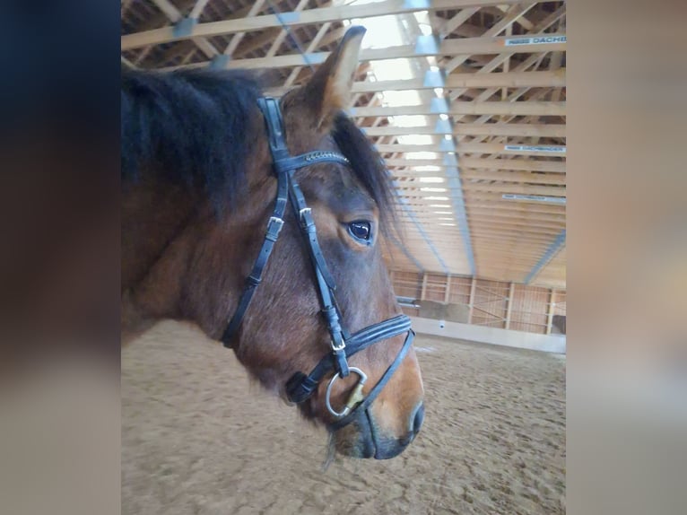 Hungarian Sport Horse Gelding 4 years 15,2 hh Bay-Dark in Traßnitz