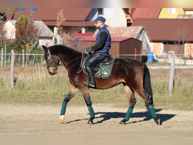 Hungarian Sport Horse Gelding 4 years 15,2 hh Bay-Dark in Réde