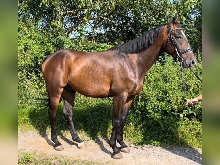 Hungarian Sport Horse Gelding 4 years 15,2 hh Brown in Wald