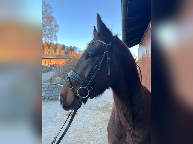 Hungarian Sport Horse Gelding 4 years 15,2 hh Brown in Wald