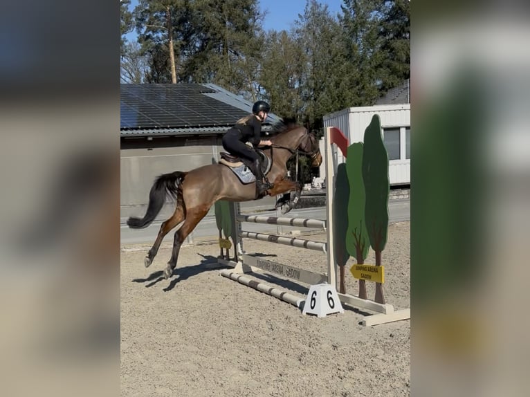 Hungarian Sport Horse Gelding 4 years 15.2 hh Brown in Perleberg