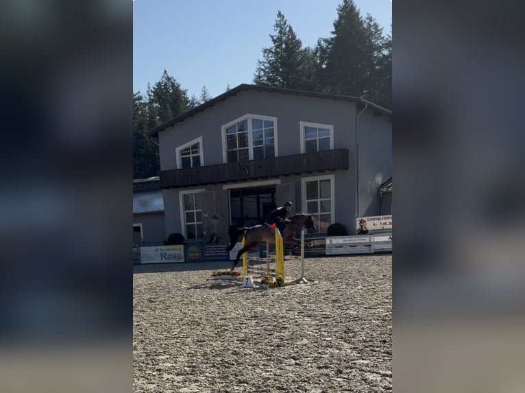 Hungarian Sport Horse Gelding 4 years 15.2 hh Brown in Perleberg