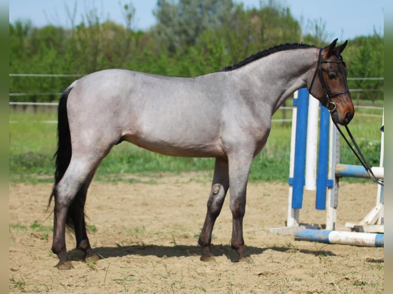 Hungarian Sport Horse Gelding 4 years 15,2 hh Gray in Békésszentandrás
