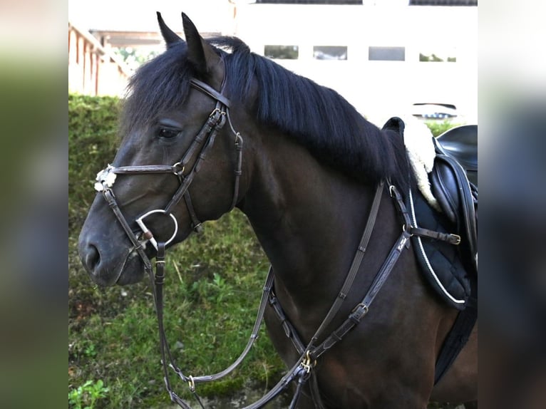 Hungarian Sport Horse Gelding 4 years 15 hh Bay-Dark in Winkel