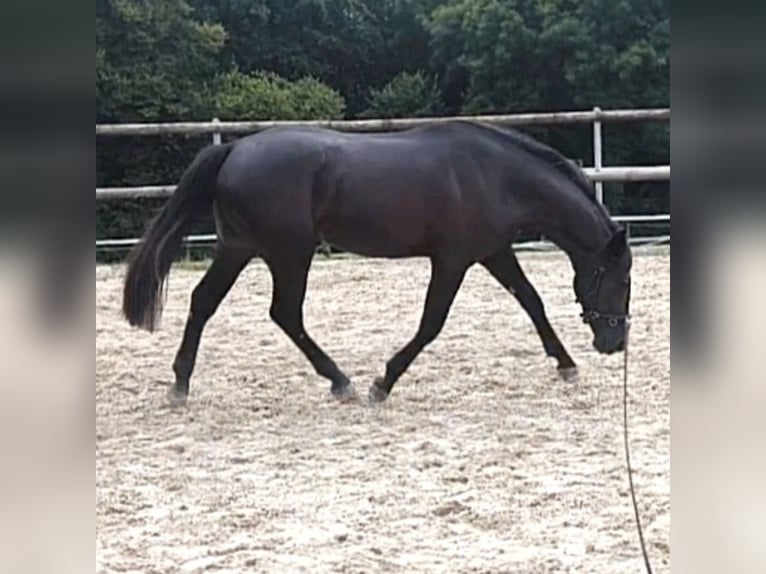 Hungarian Sport Horse Gelding 4 years 15 hh Bay-Dark in Winkel