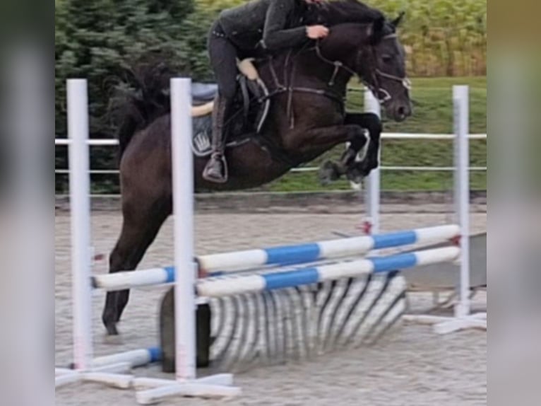 Hungarian Sport Horse Gelding 4 years 15 hh Bay-Dark in Winkel