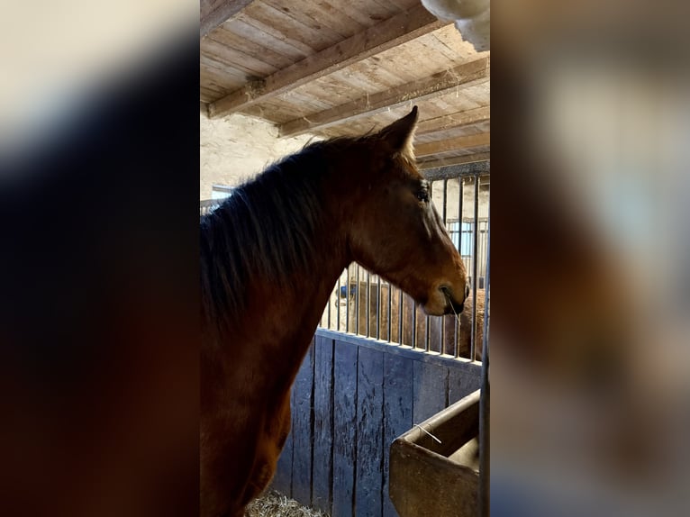 Hungarian Sport Horse Mix Gelding 4 years 15,1 hh Brown in Bad Blumau