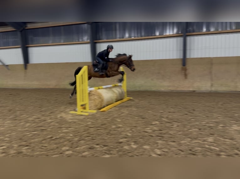 Hungarian Sport Horse Gelding 4 years 15,2 hh Brown in Perleberg