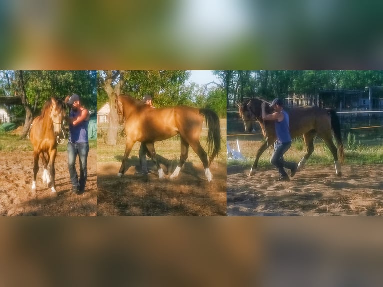 Hungarian Sport Horse Gelding 4 years 15,2 hh Buckskin in Lad&#xE1;nybene