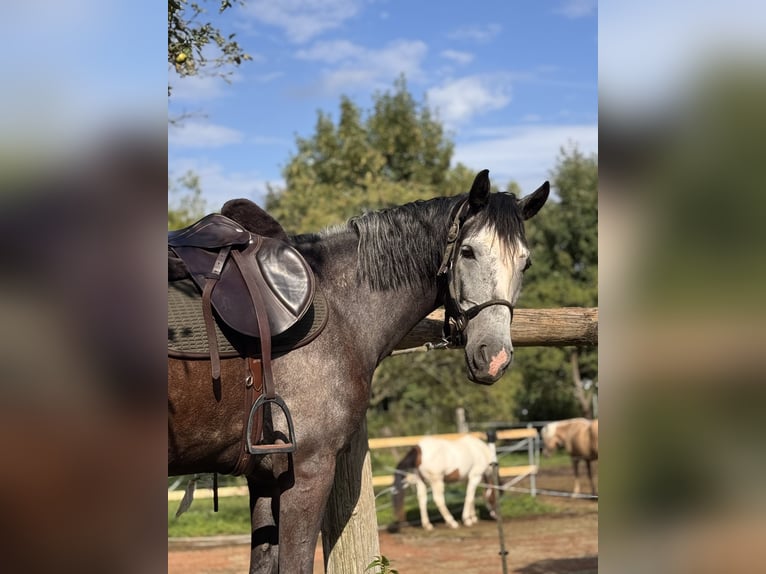 Hungarian Sport Horse Gelding 4 years 15,2 hh Grey-Dapple in enns