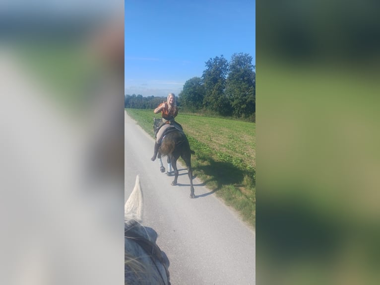 Hungarian Sport Horse Gelding 4 years 15,2 hh Grey-Dapple in enns