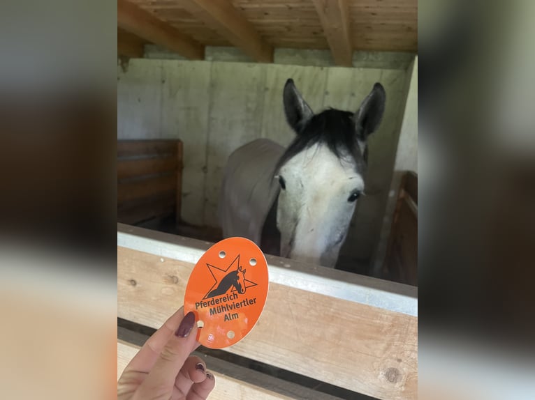 Hungarian Sport Horse Gelding 4 years 15,2 hh Grey-Dapple in enns Hungarian Sport Horse Gelding 4 years 15,2 hh Grey-Dapple in enns