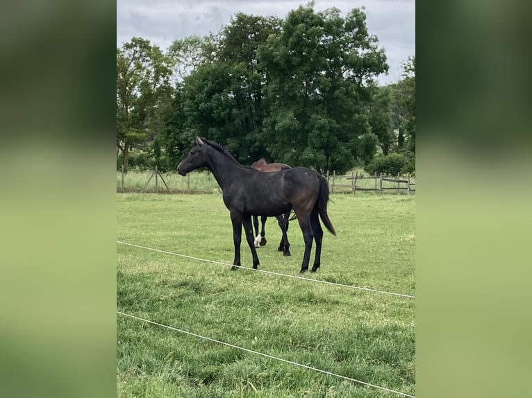 Hungarian Sport Horse Gelding 4 years 16,1 hh Gray in Gyenesdiás