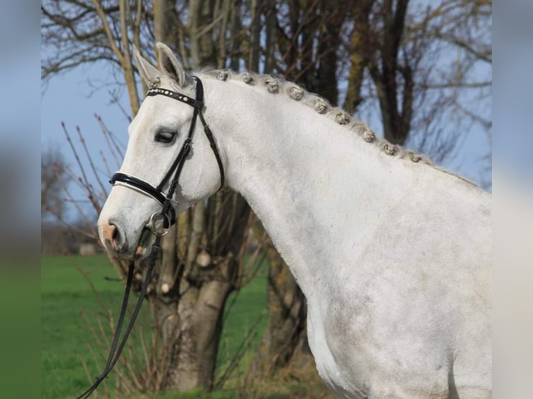 Hungarian Sport Horse Gelding 4 years 16,1 hh Gray in Cegléd